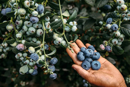🫐 Sweet Blueberry Seeds | Easy to Grow