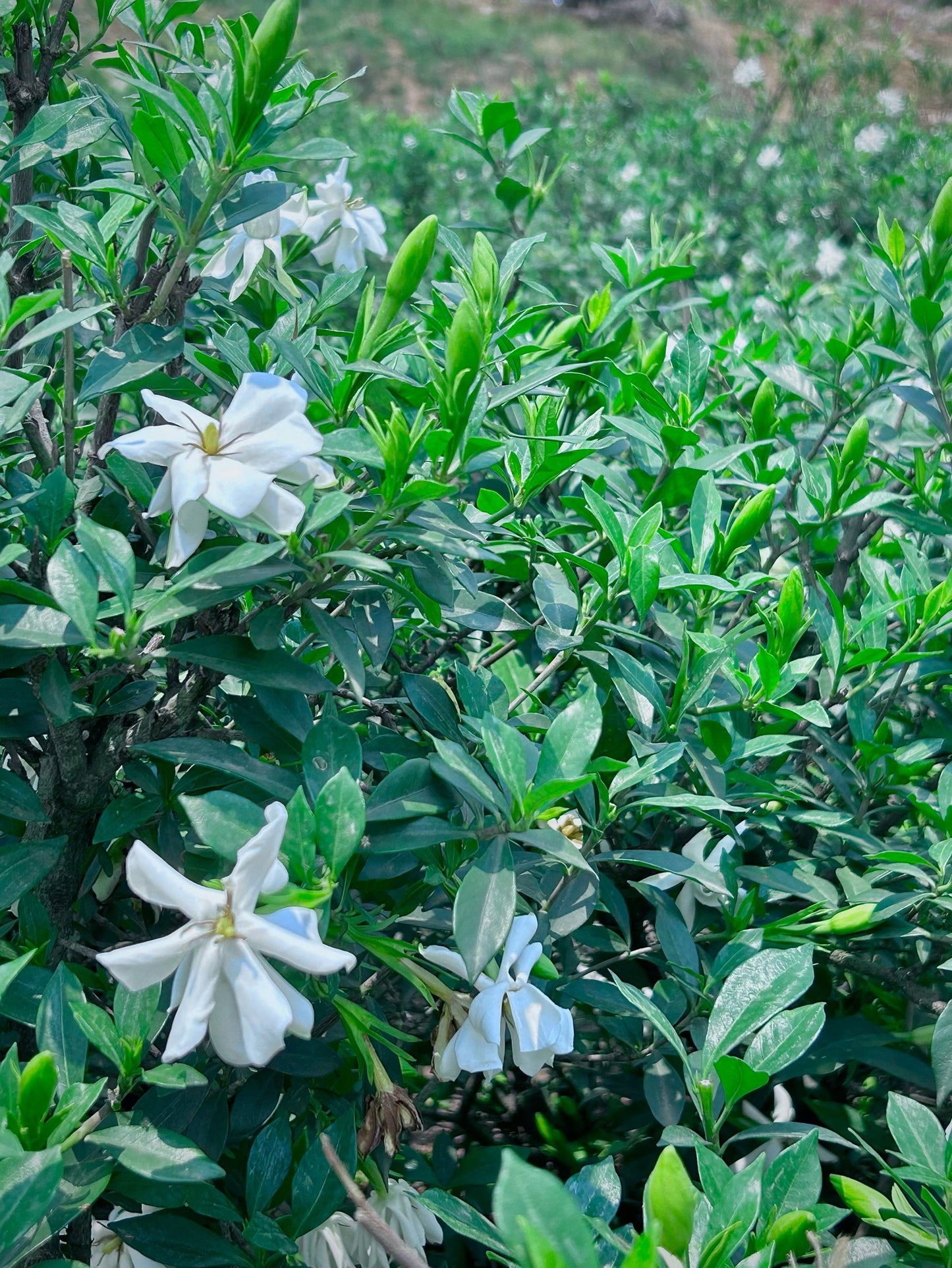 Gardenia Seeds