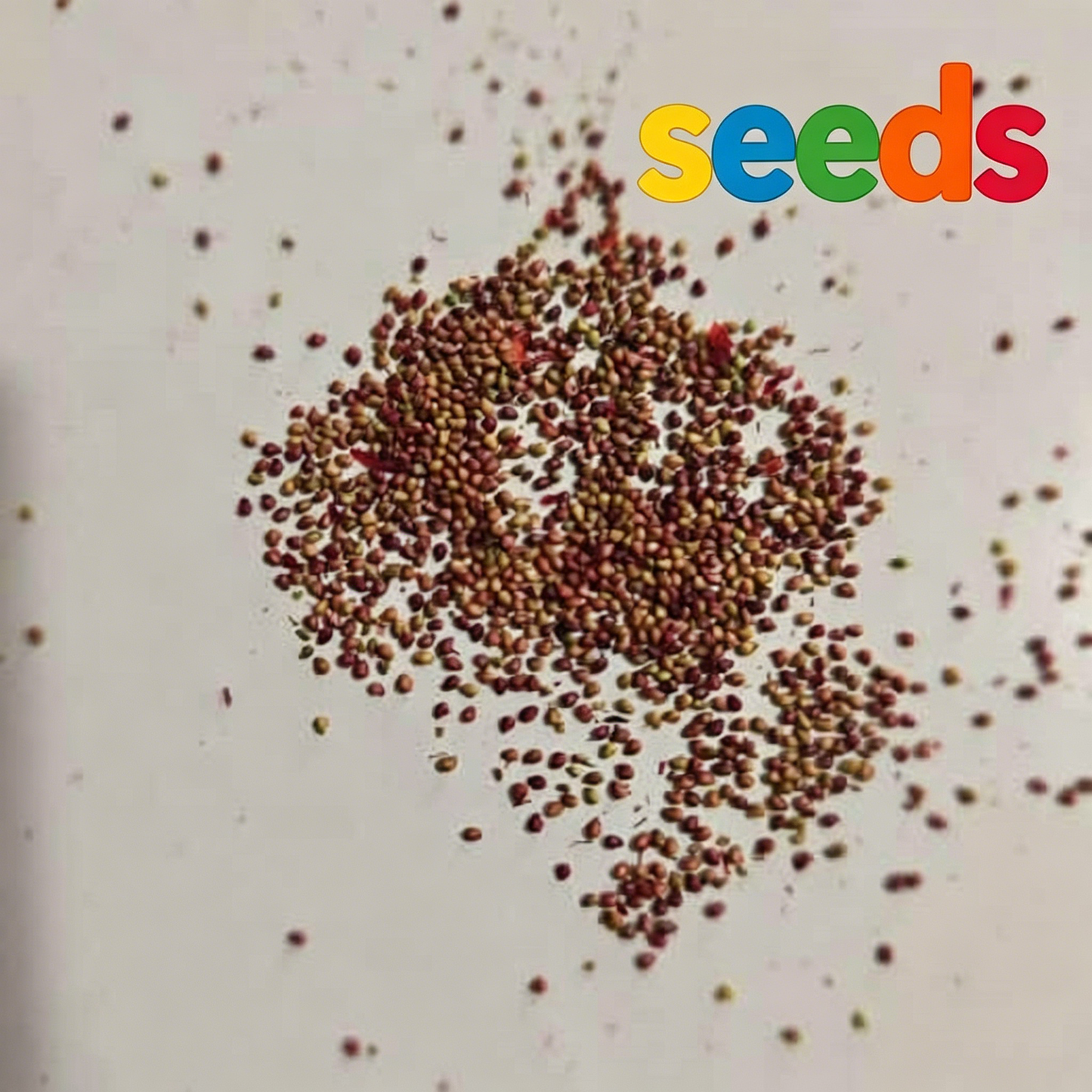 🌱 Handpicked Strawberry Seeds – Fresh, Easy to Plant & Harvest