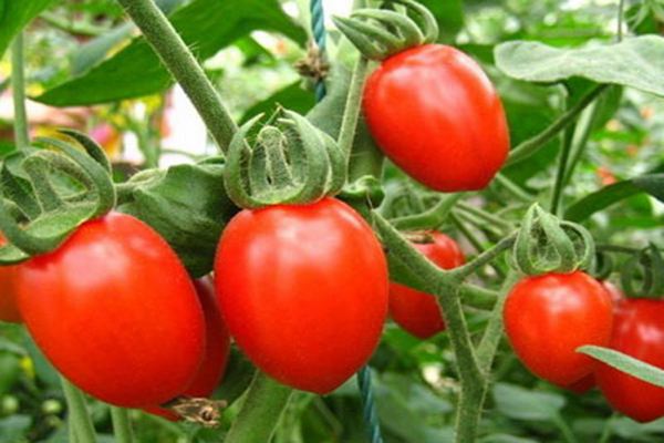 Cherry Tomato Seeds
