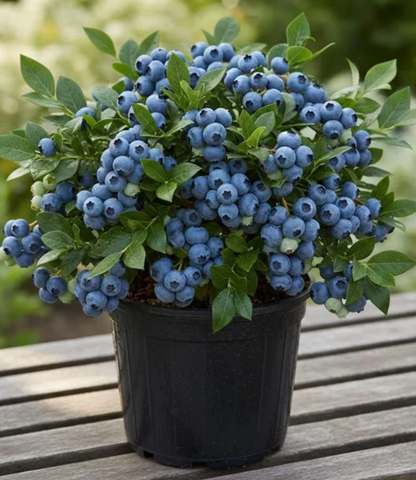 🫐 Sweet Blueberry Seeds | Easy to Grow