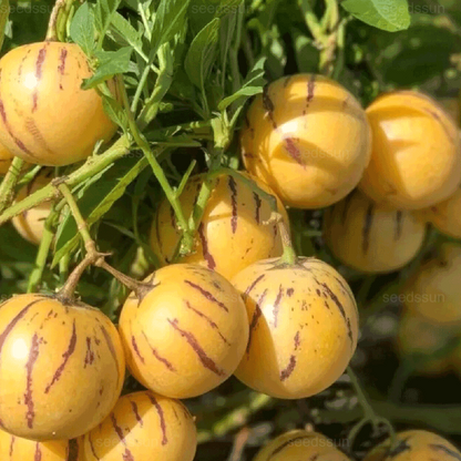🌿Ginseng Fruit Seeds-Easy To Grow🌱