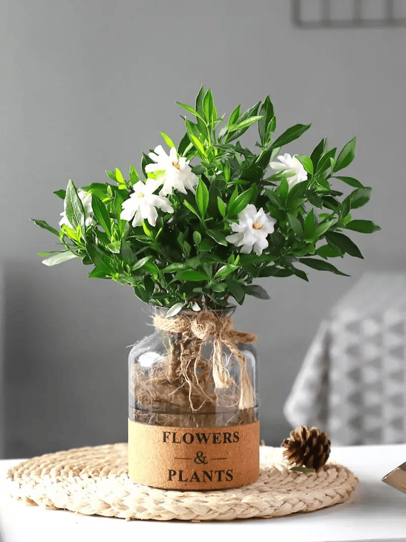 Gardenia Seeds
