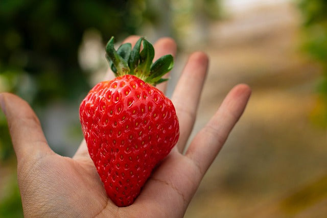 🌱 Handpicked Strawberry Seeds – Fresh, Easy to Plant & Harvest