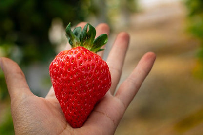 🌱 Handpicked Strawberry Seeds – Fresh, Easy to Plant & Harvest