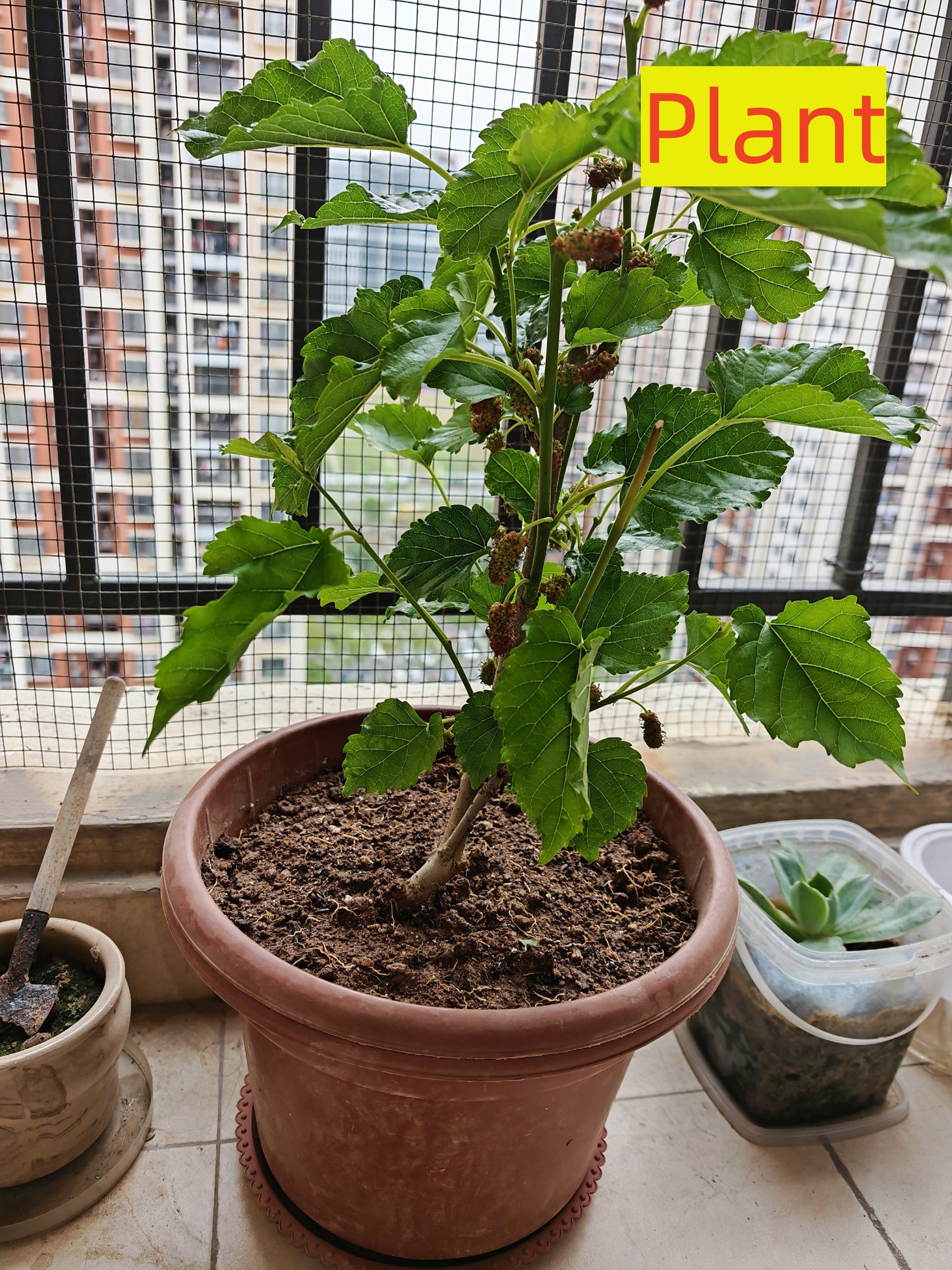 🍇 Black Mulberry Seeds ✨ Fast Growing Easy Care, High Yield Edible Fruit Tree