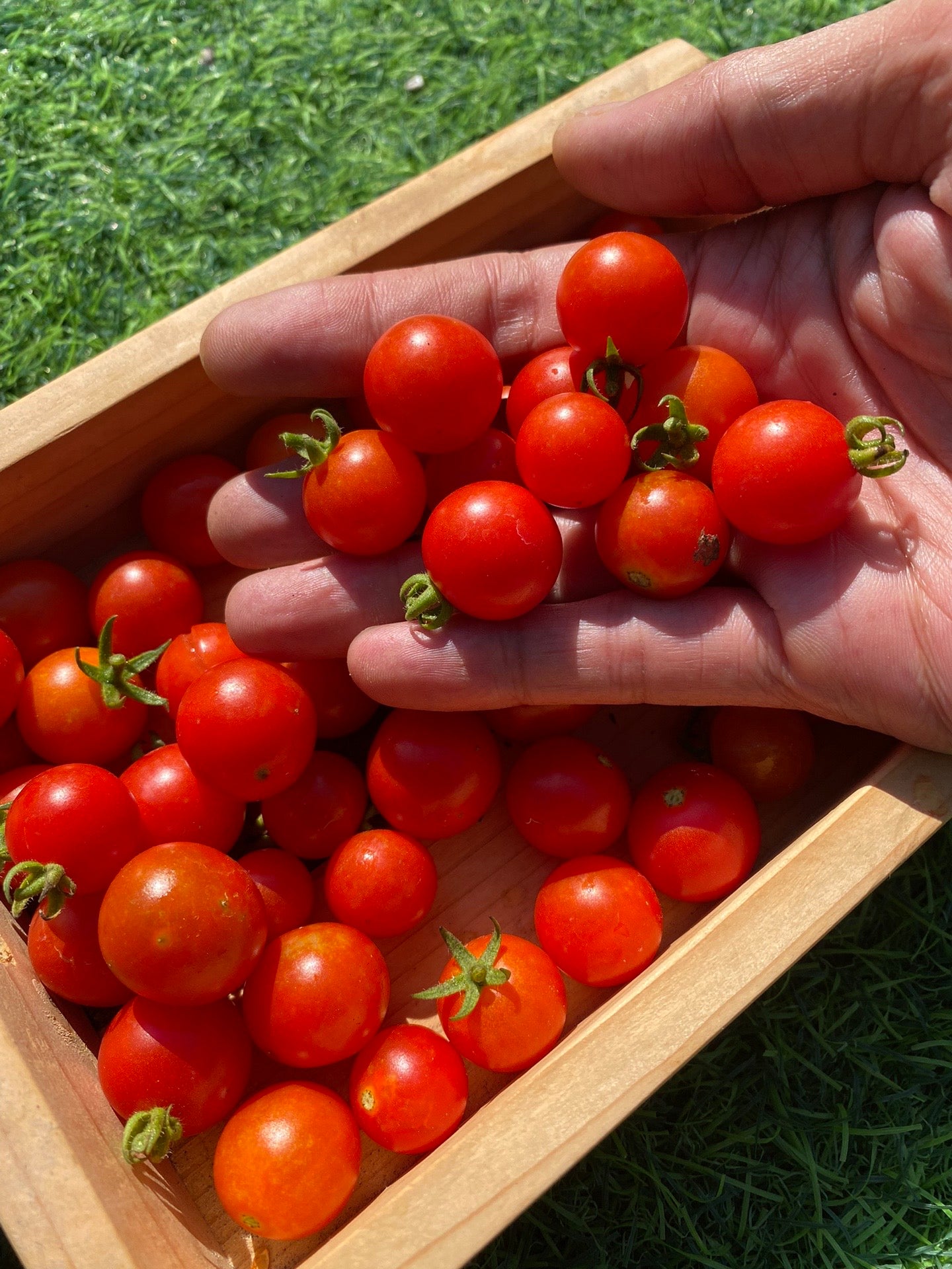 Cherry Tomato Seeds
