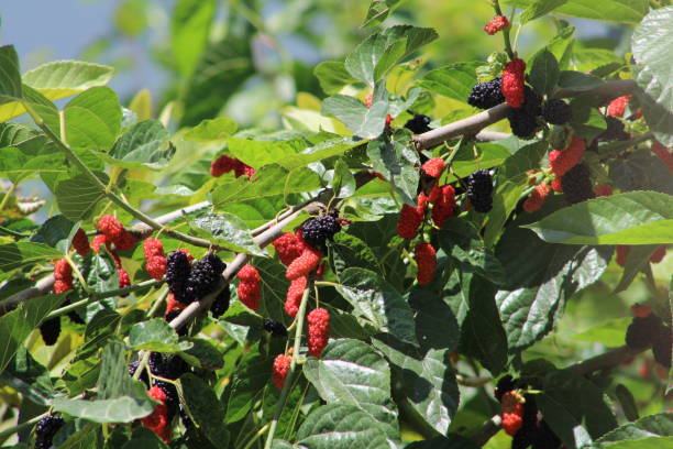 🍇 Black Mulberry Seeds ✨ Fast Growing Easy Care, High Yield Edible Fruit Tree